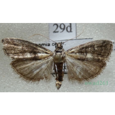 Acrobasis obtusella (Hübner, 1796) Czech29d
